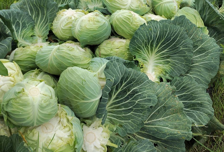 北部農園の風景2