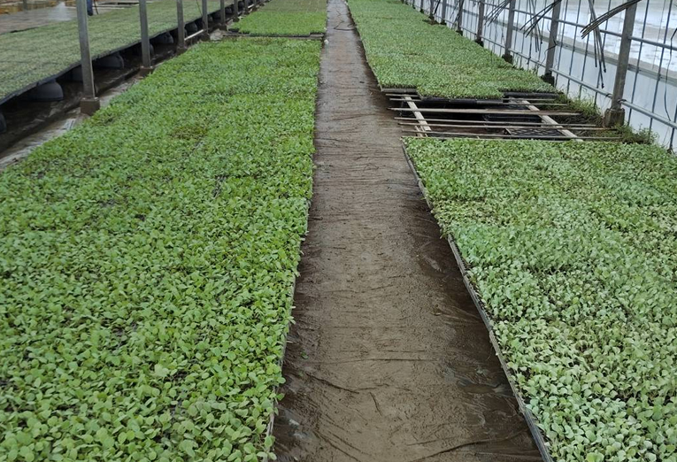 北部農園の風景4