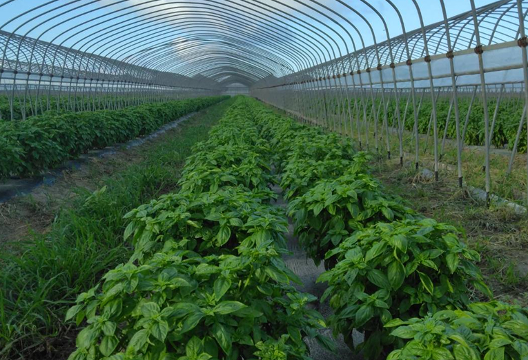 北部農園の風景7