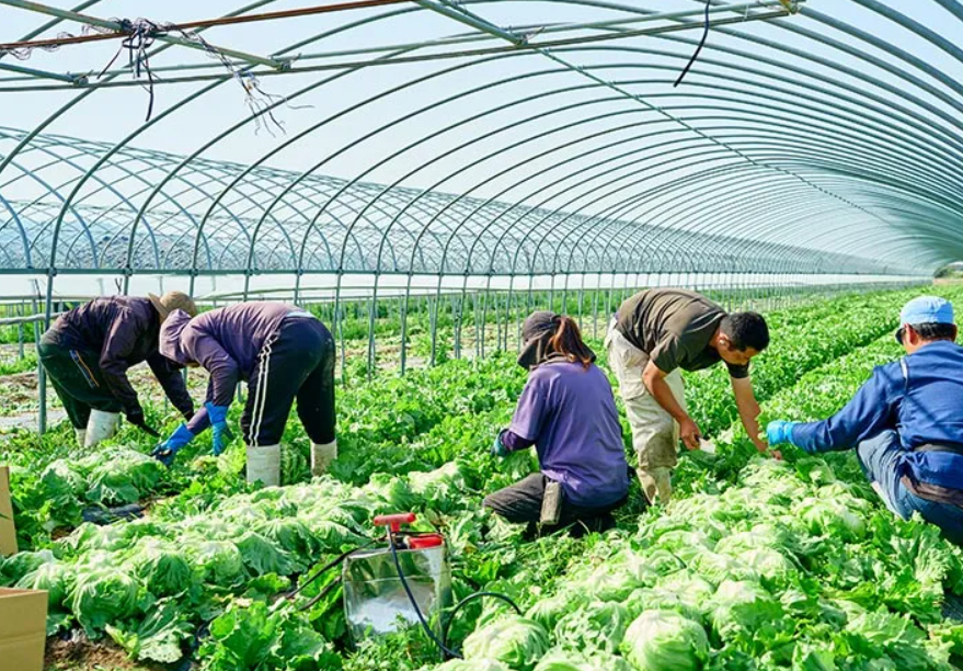 レタス・キャベツ生産